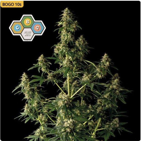 CBG Relief Auto Feminized Seeds