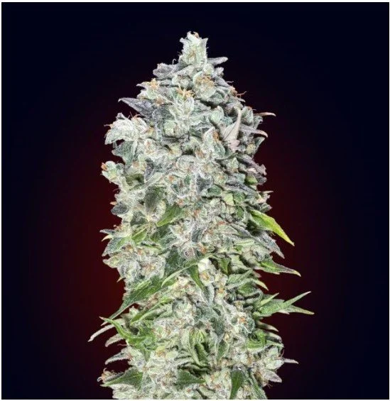 00 Kush Auto Feminized Seeds