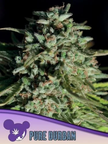 Pure Durban - 5-pack - Feminized - Anesia Seeds