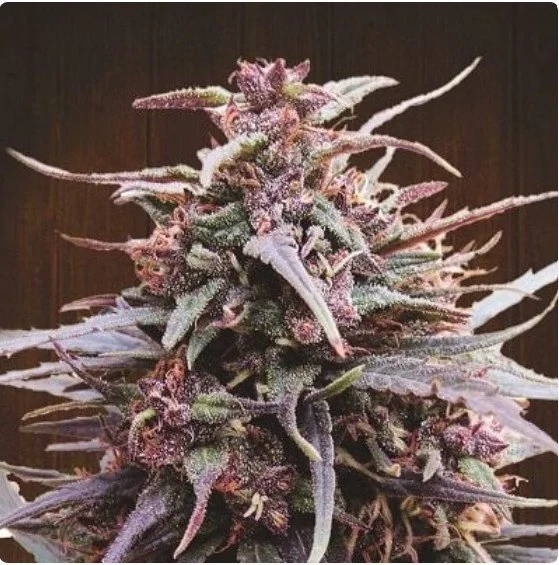 Purple Haze x Malawi Feminized Seeds