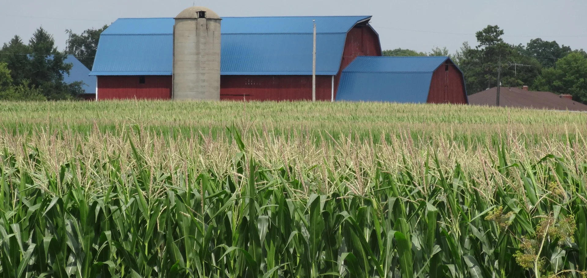Our nearest neighbors, measured in miles, are in homes and barns swimming in a sea of blue skies, spectacular clouds, green corn, trees, and drumlin hills.