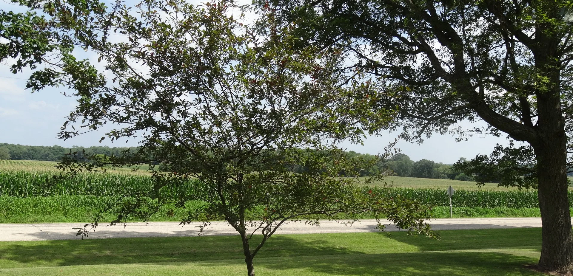 Our piece of Eden, characterized by growing roots and trees, reminds us of our connections with people and our calling to foster right relations of justice, mercy, and trust.