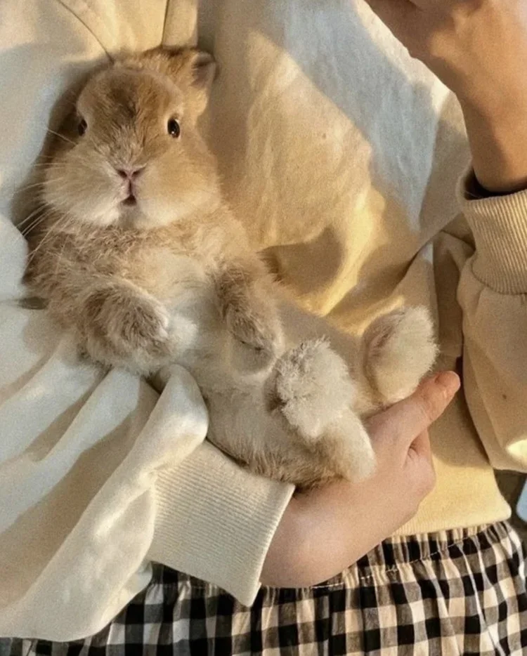 Bunny Snuggle Hour