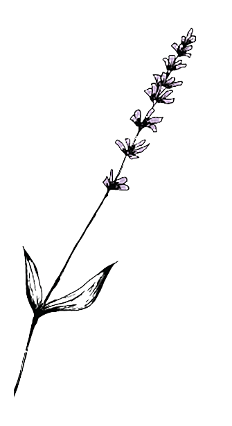 A line drawing of a lavender plant with a tall stem, leaves, and a cluster of small purple flowers at the top.