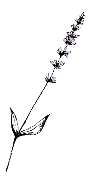 A simple line drawing of a lavender plant with purple flowers and two leaves.