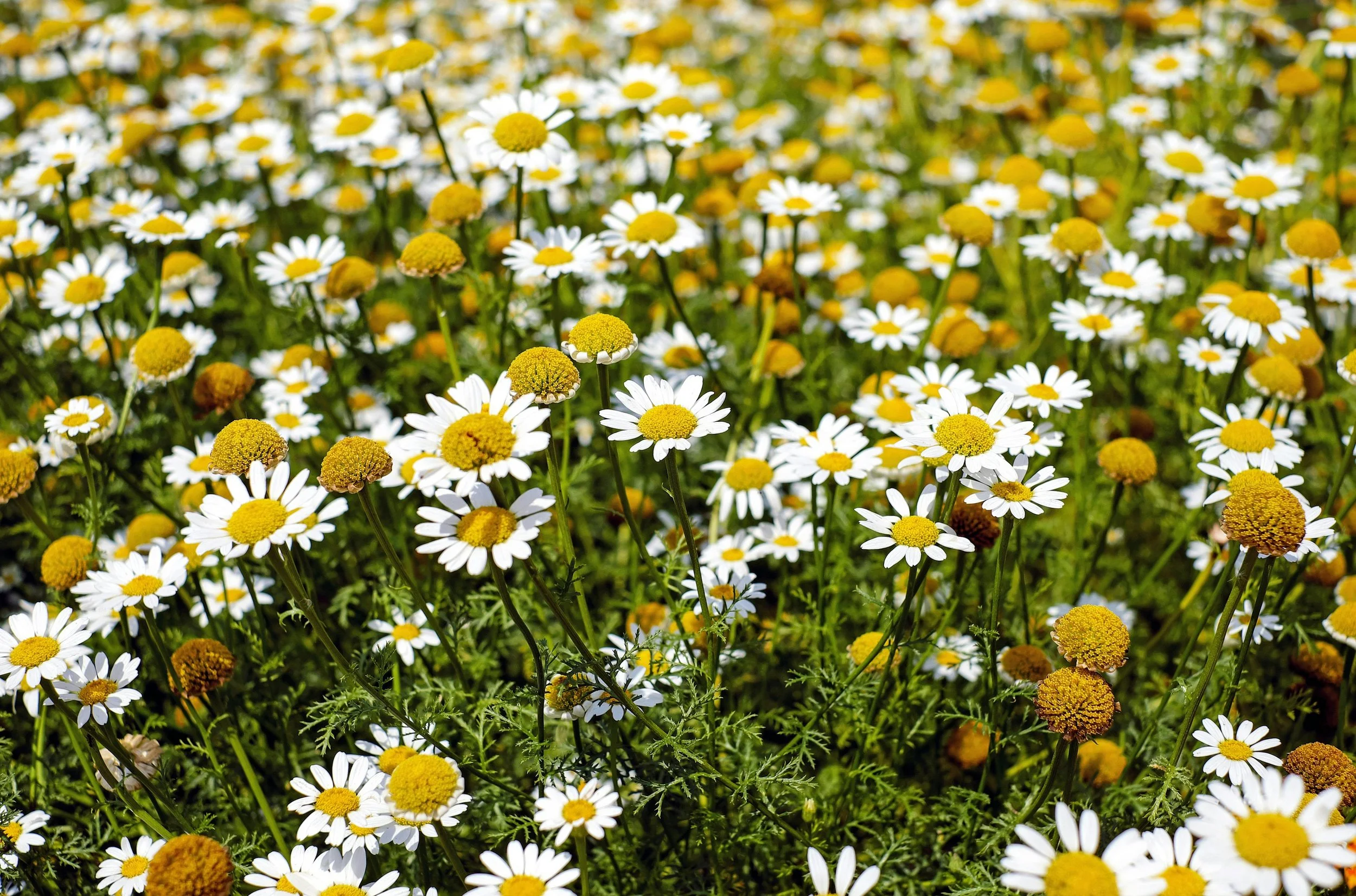 A field of blooming daisies with white petals and yellow centers, some buds still blooming, surrounded by green foliage.