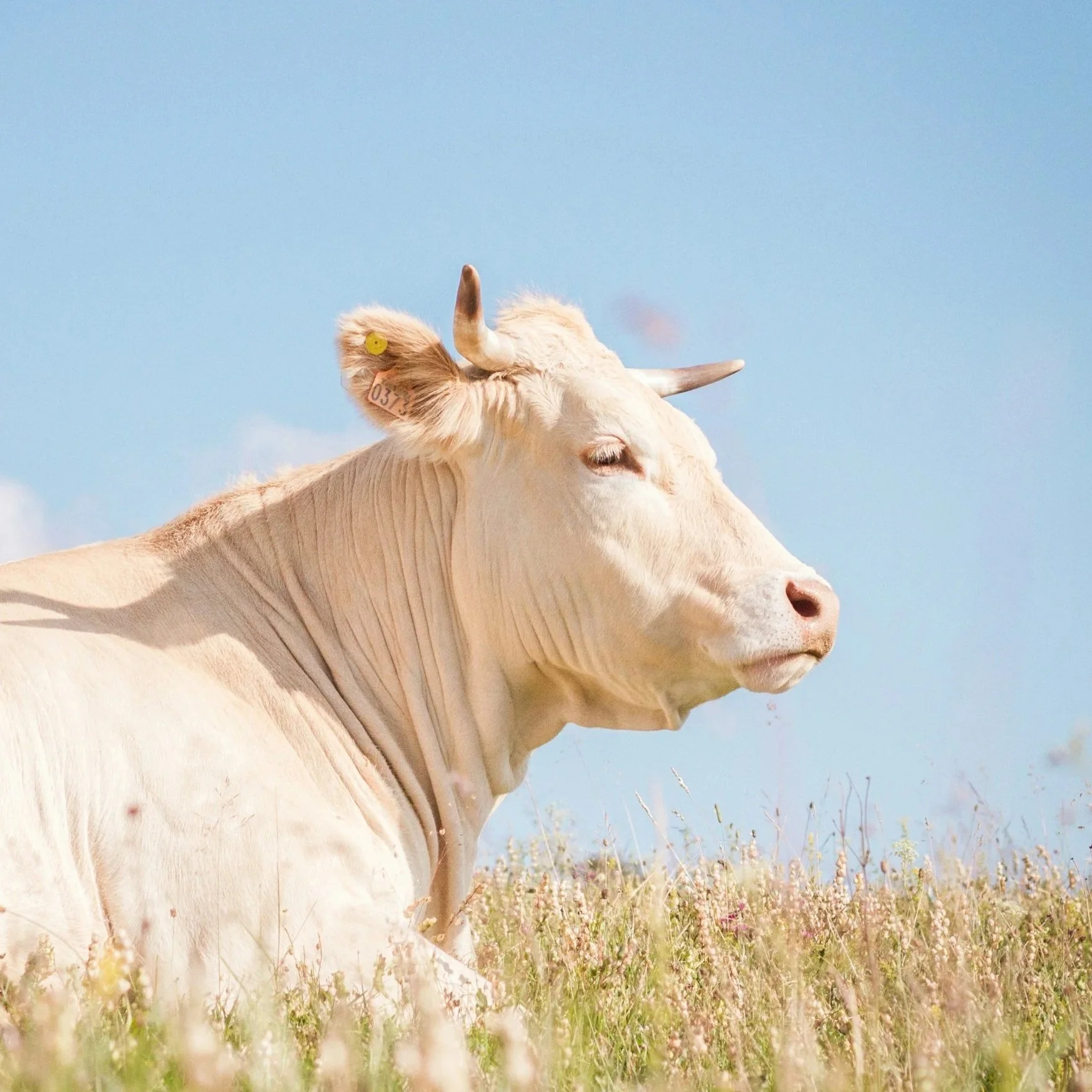 A white cow sitting in a grassy field under a blue sky.