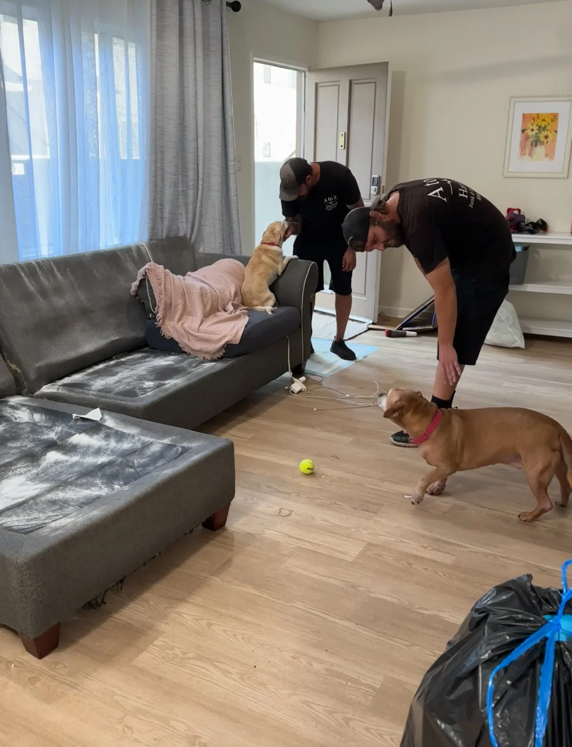 A to Z Hauling crew members removing a couch while giving the family dogs space and care during the job