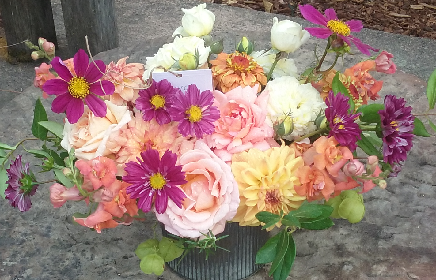 Cute Cosmos II  $95.00