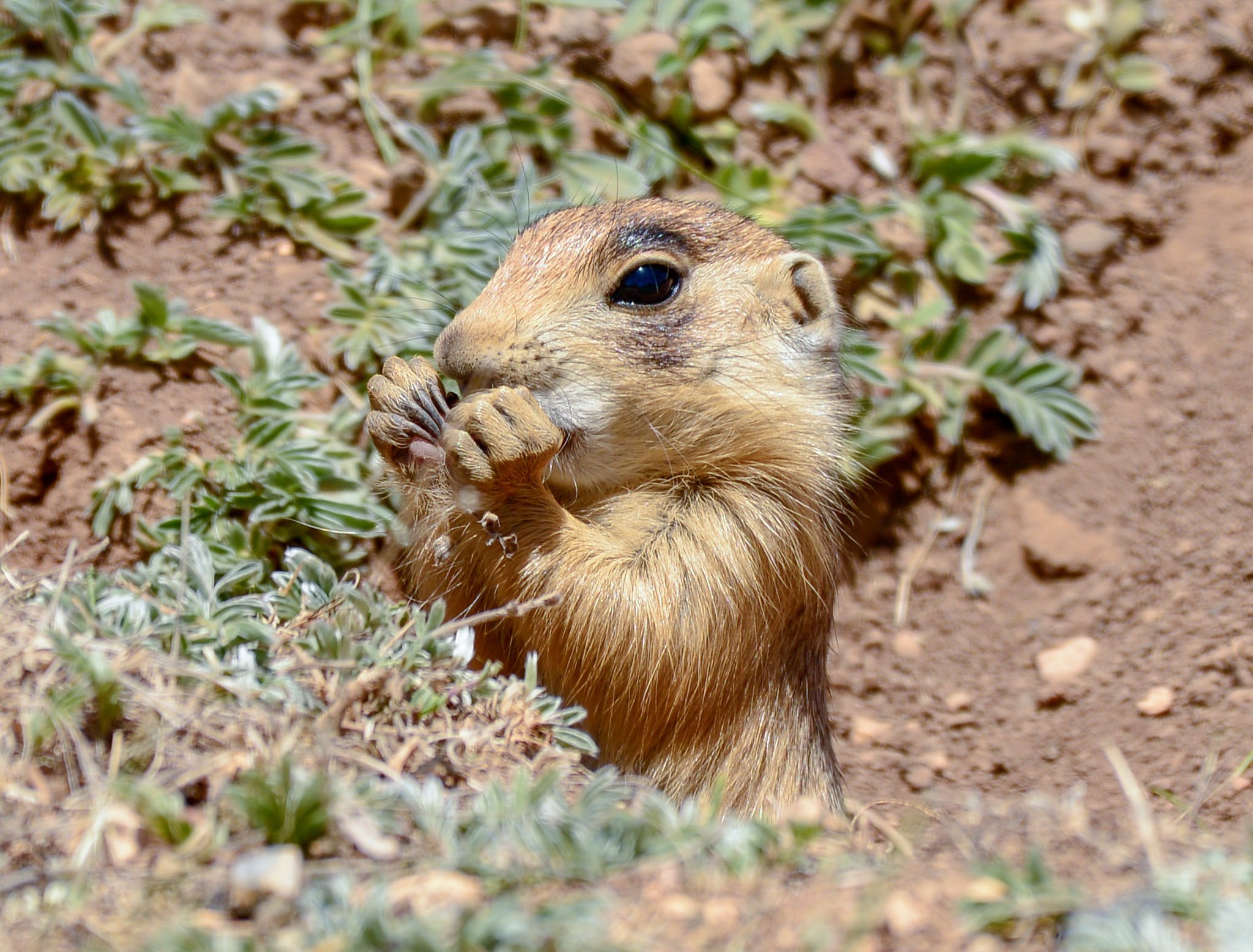 Peek-A-Prairie | Bryce Canyon National Park