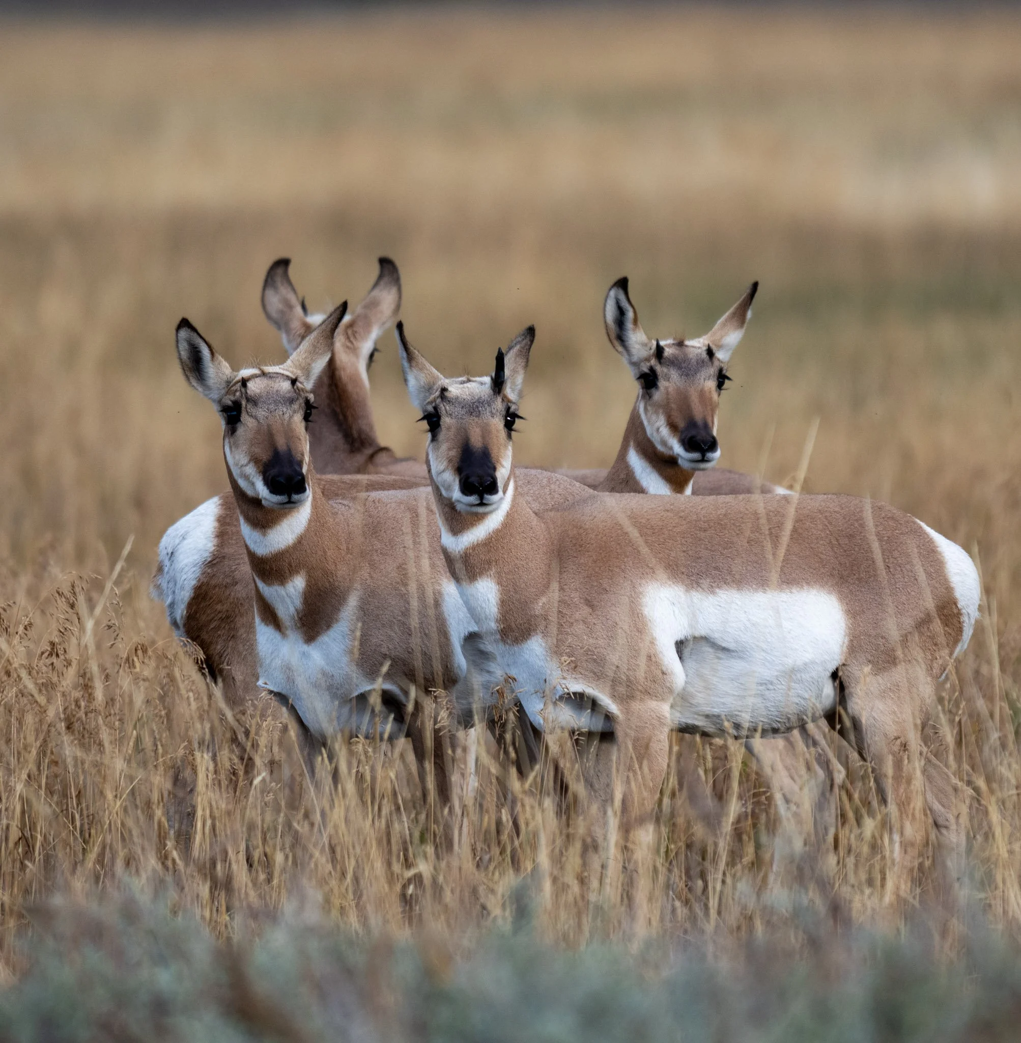 The Pronghorn Four | Grand Teton National Park
