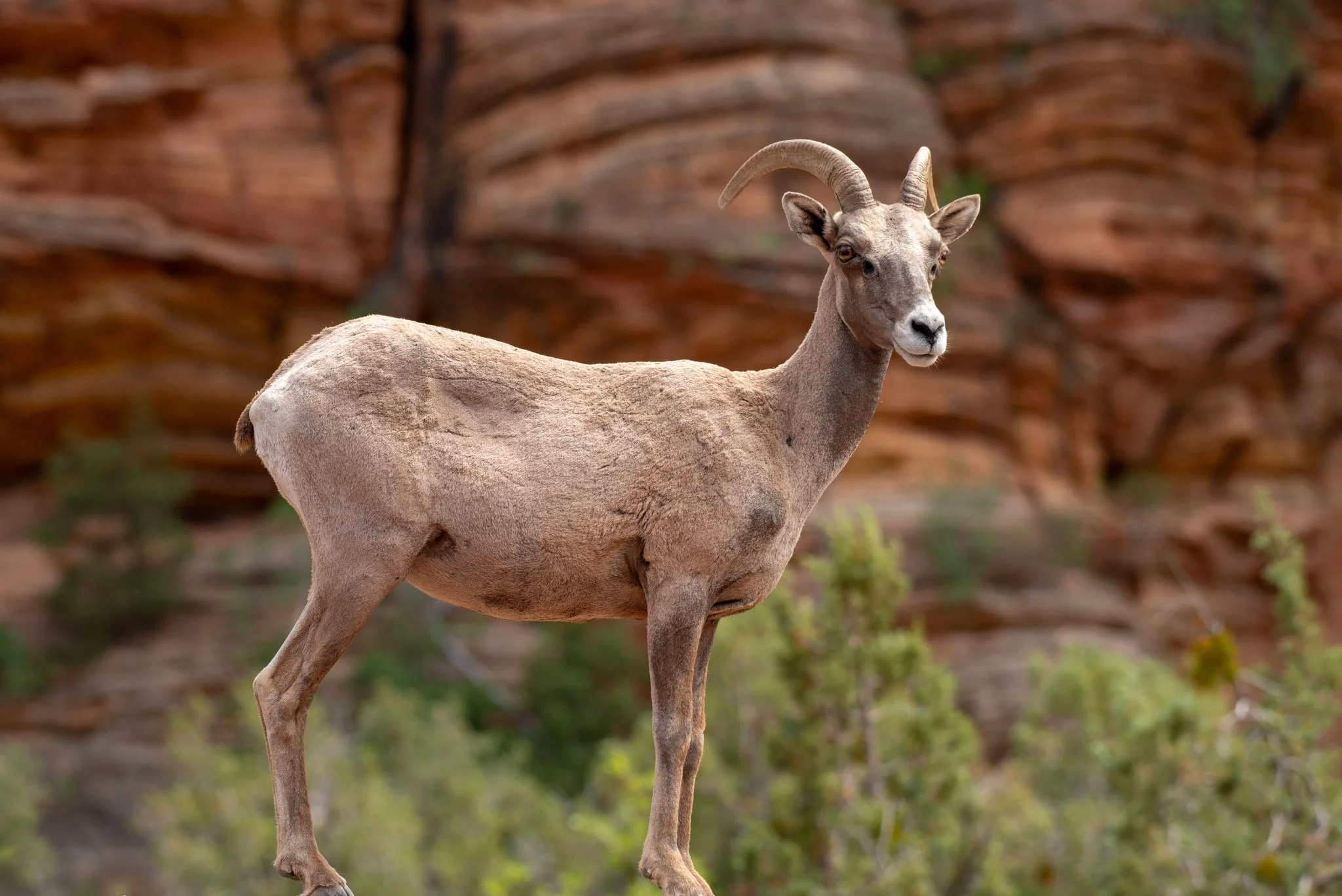 Momma On The Lookout | Zion National Park