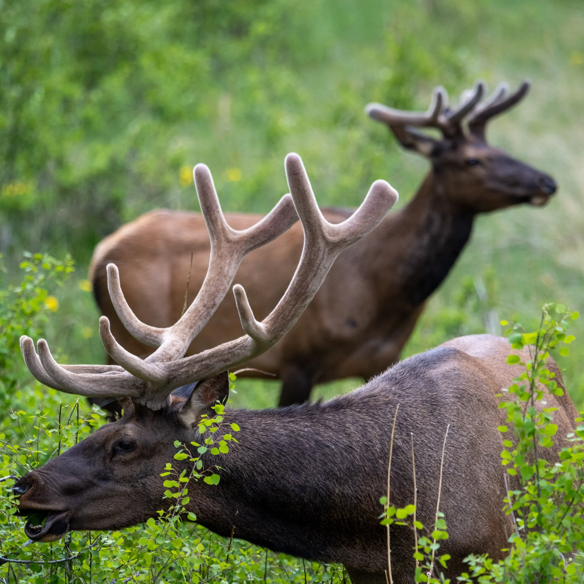 The Elders Eat First | Rocky Mountain National Park