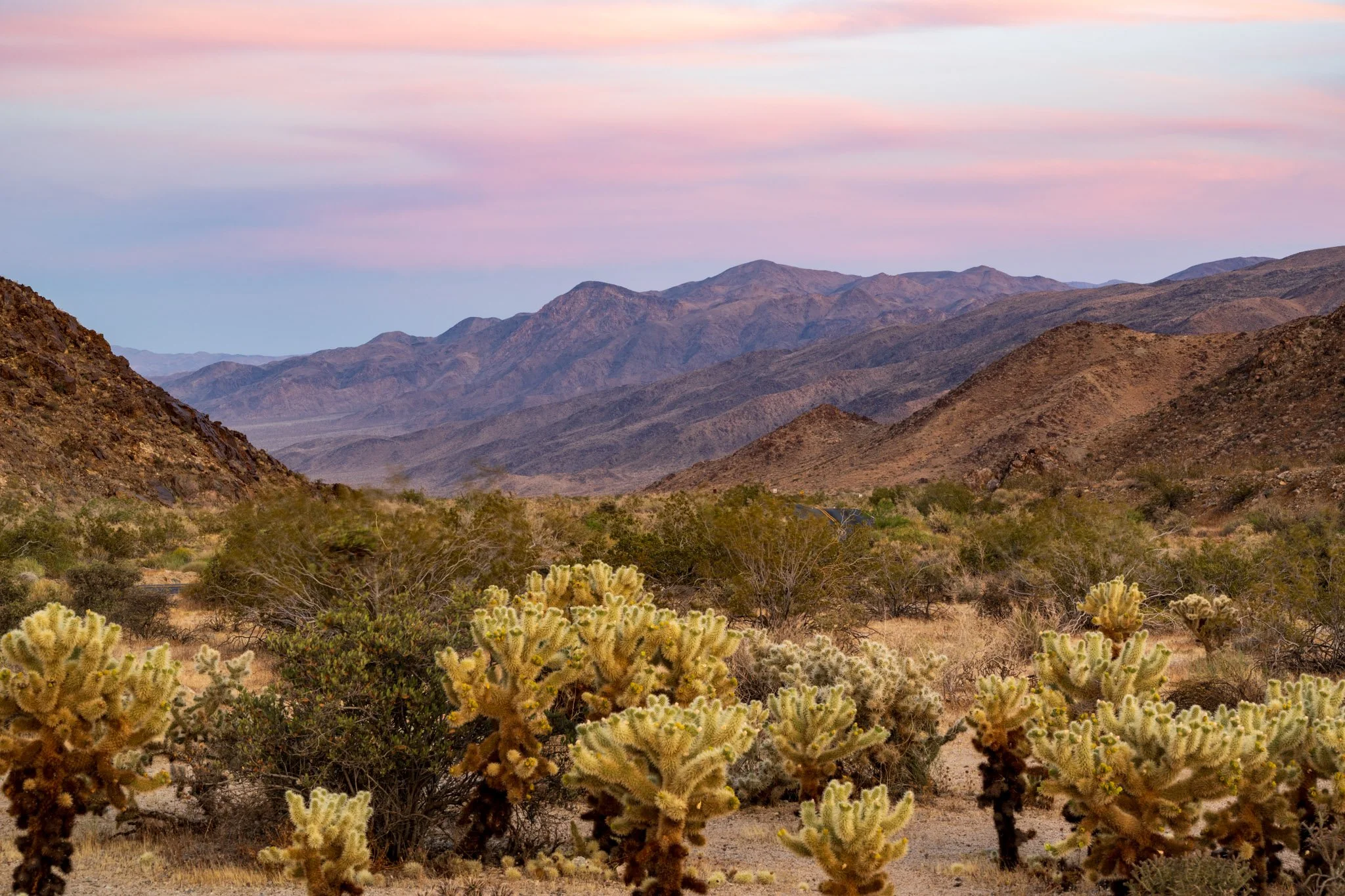 Cholla Way | Joshua Tree National Park