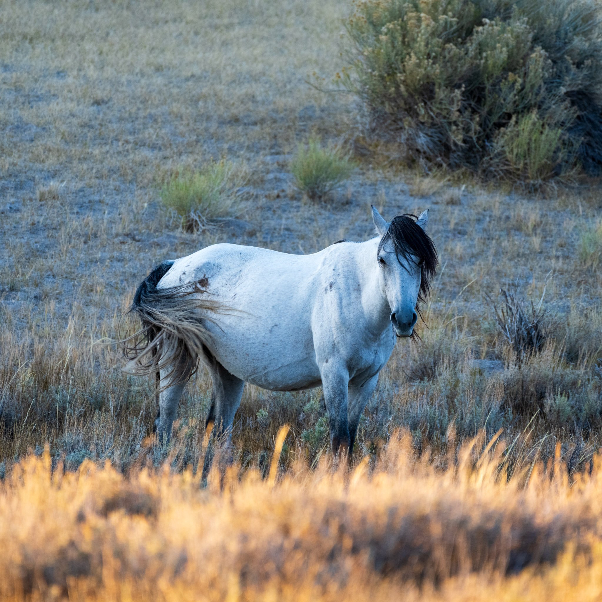 Wild Horse | Eastern Sierra