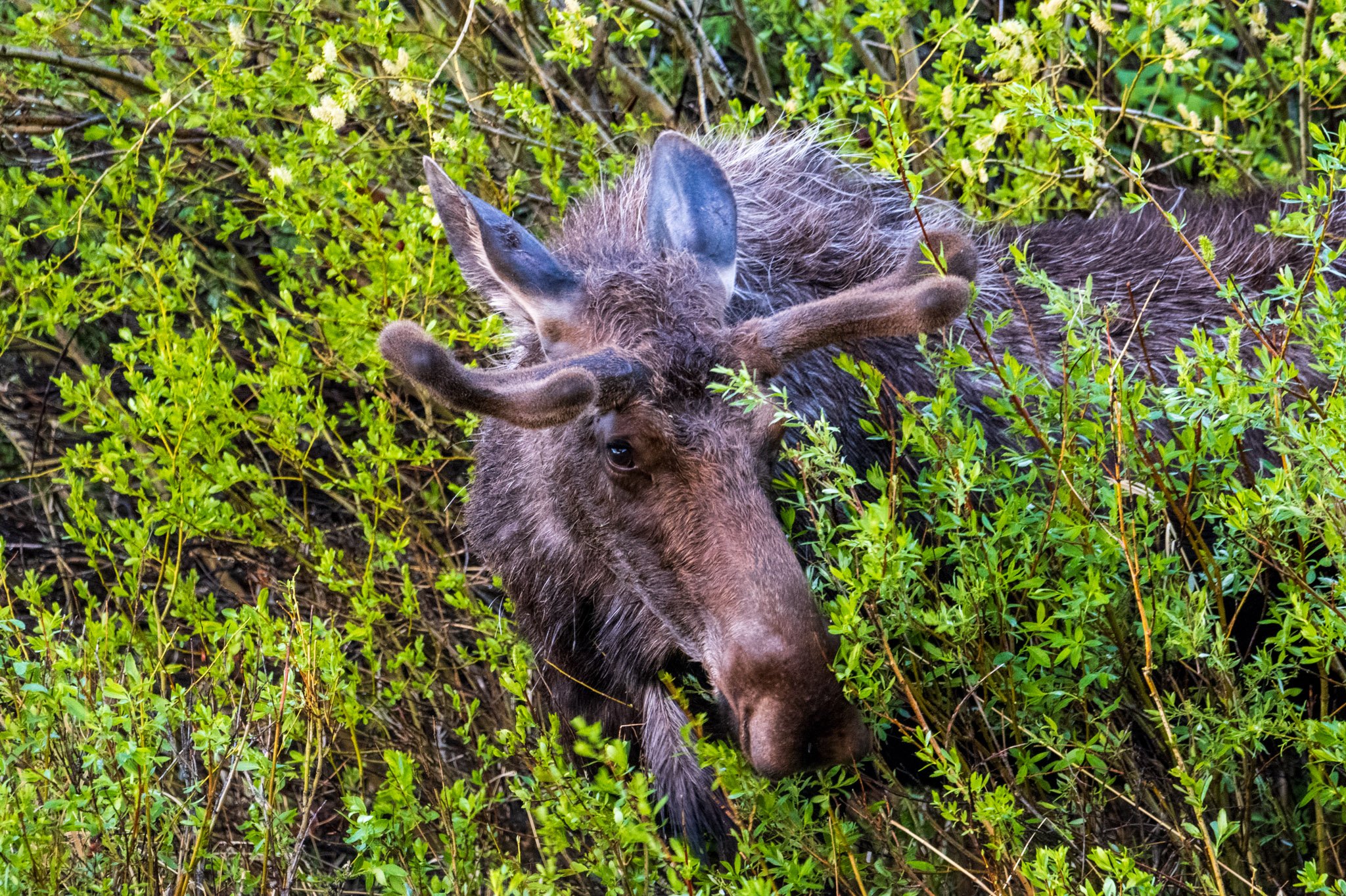 Out Of The Willows | Rocky Mountain National Park