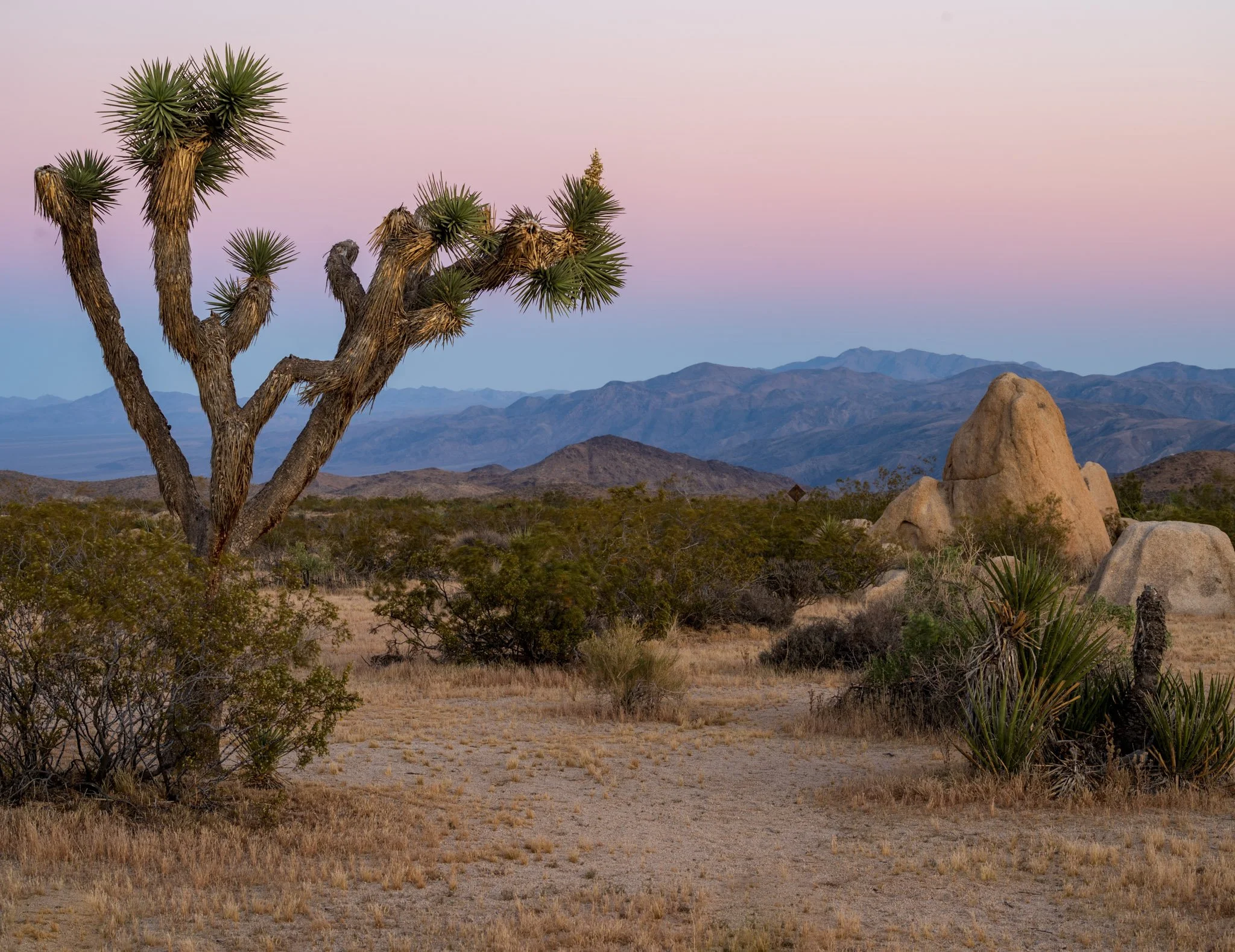 One Tree View | Joshua Tree National Park