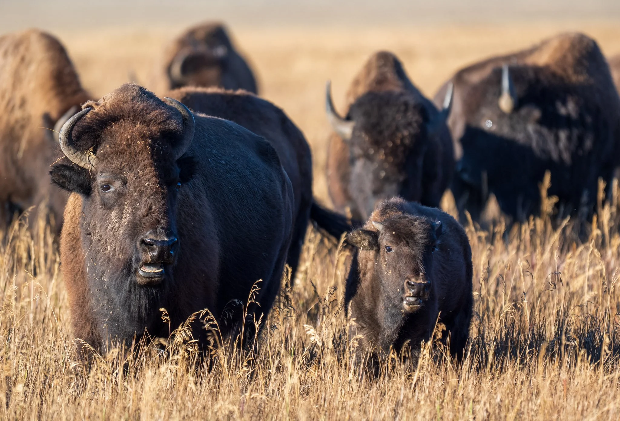 Tatonka | Grand Teton National Park