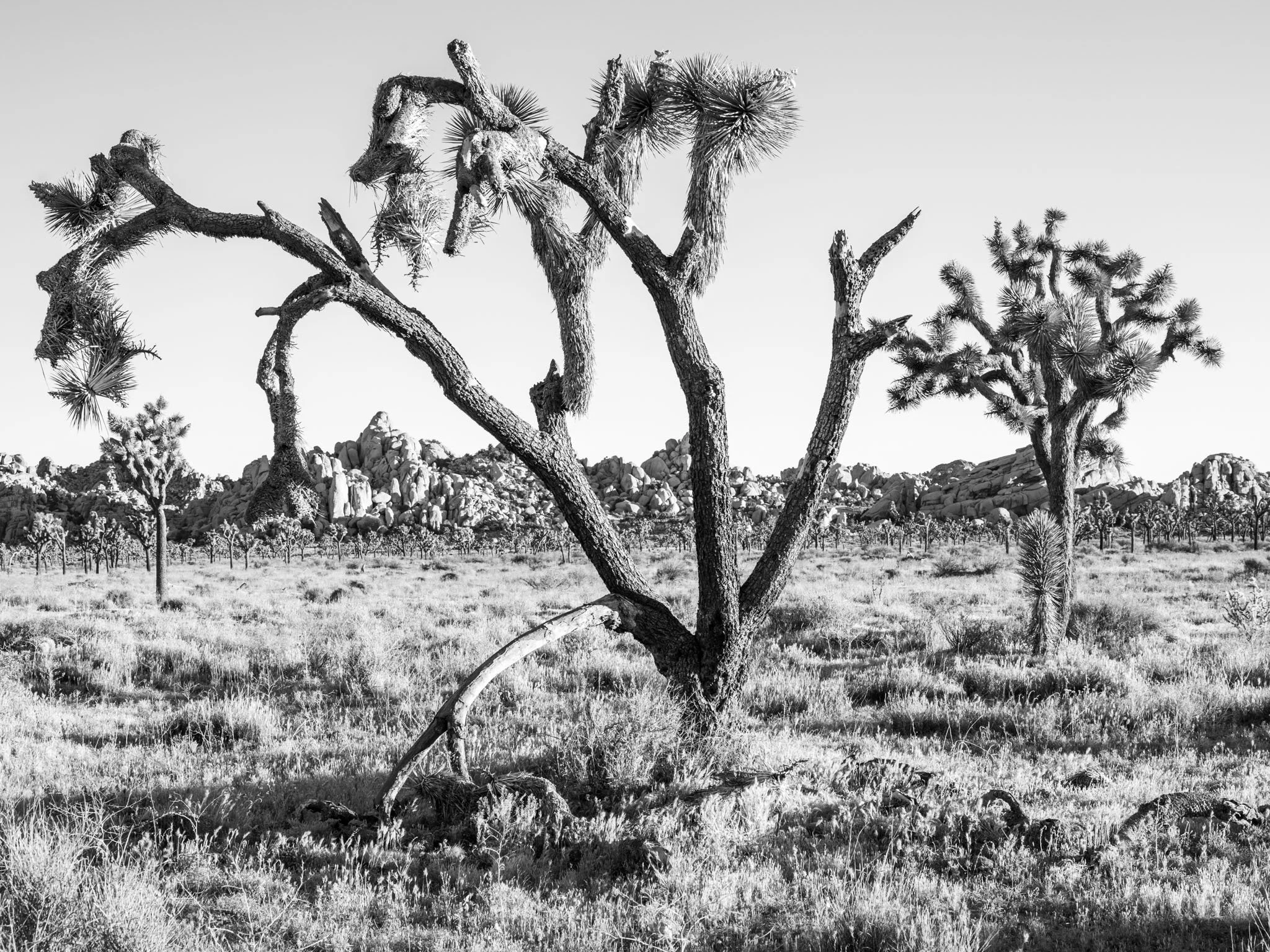 Craggy Rock Fields | Joshua Tree National Park