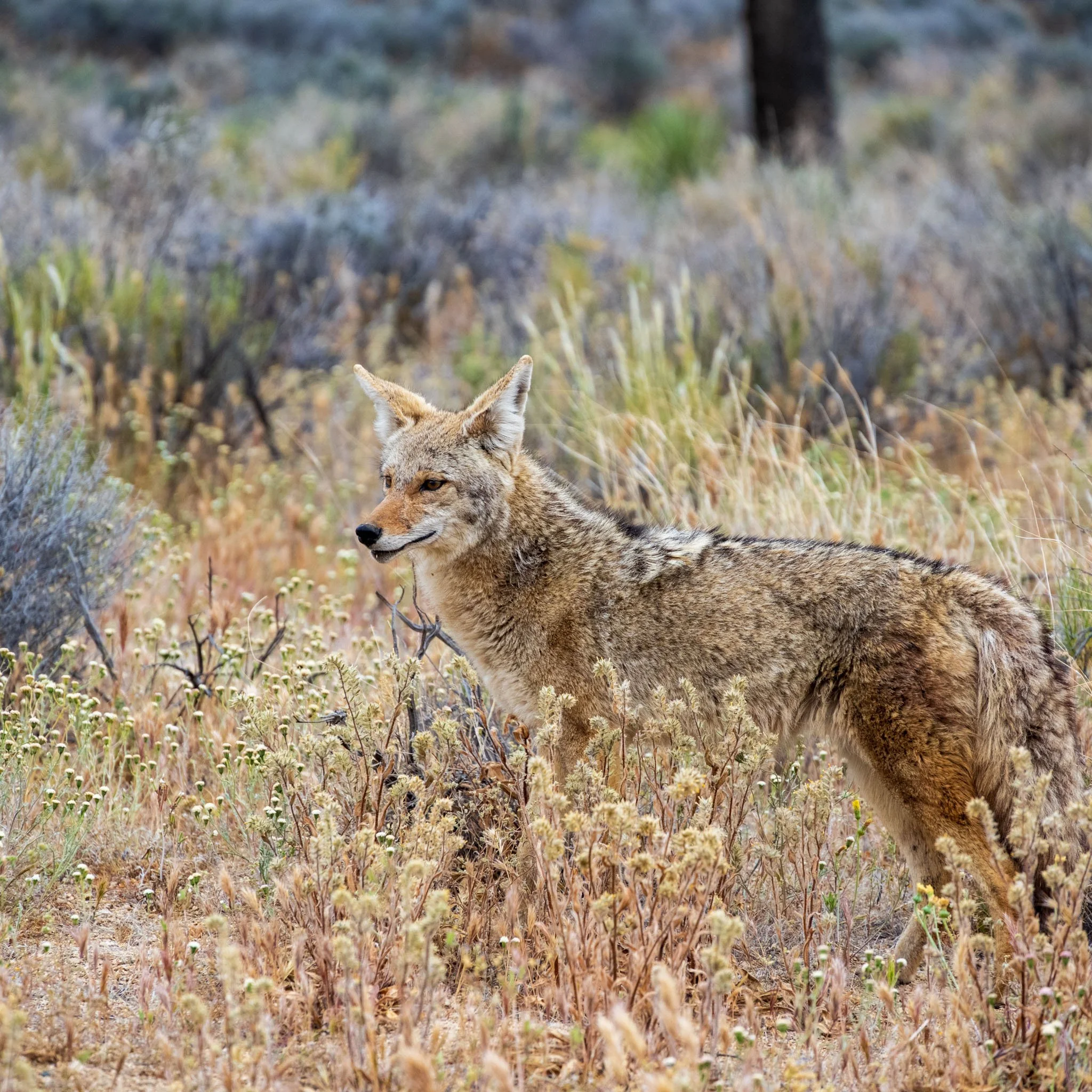 On The Chase | Joshua Tree National Park