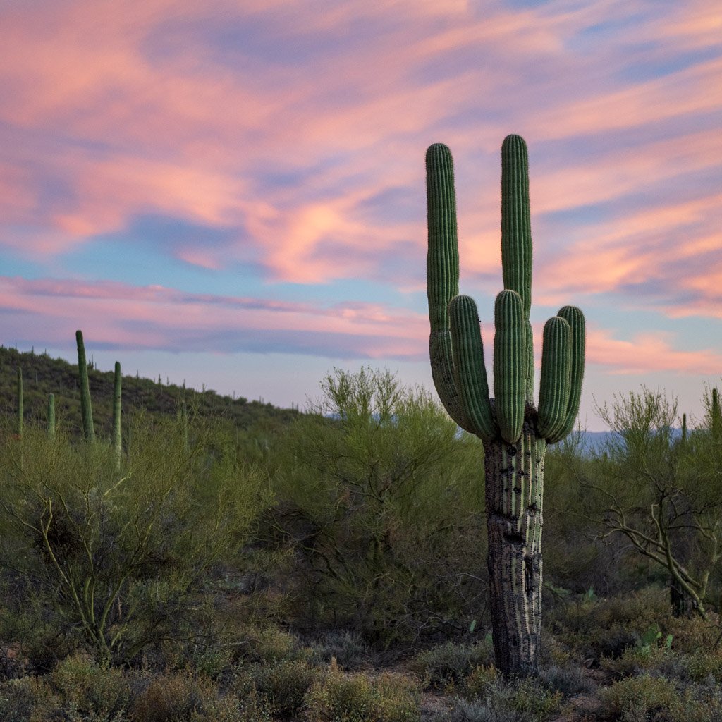 Saguaro Sunset | Tucson, Arizona