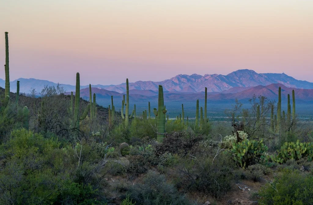 First Light | Saguaro National Park