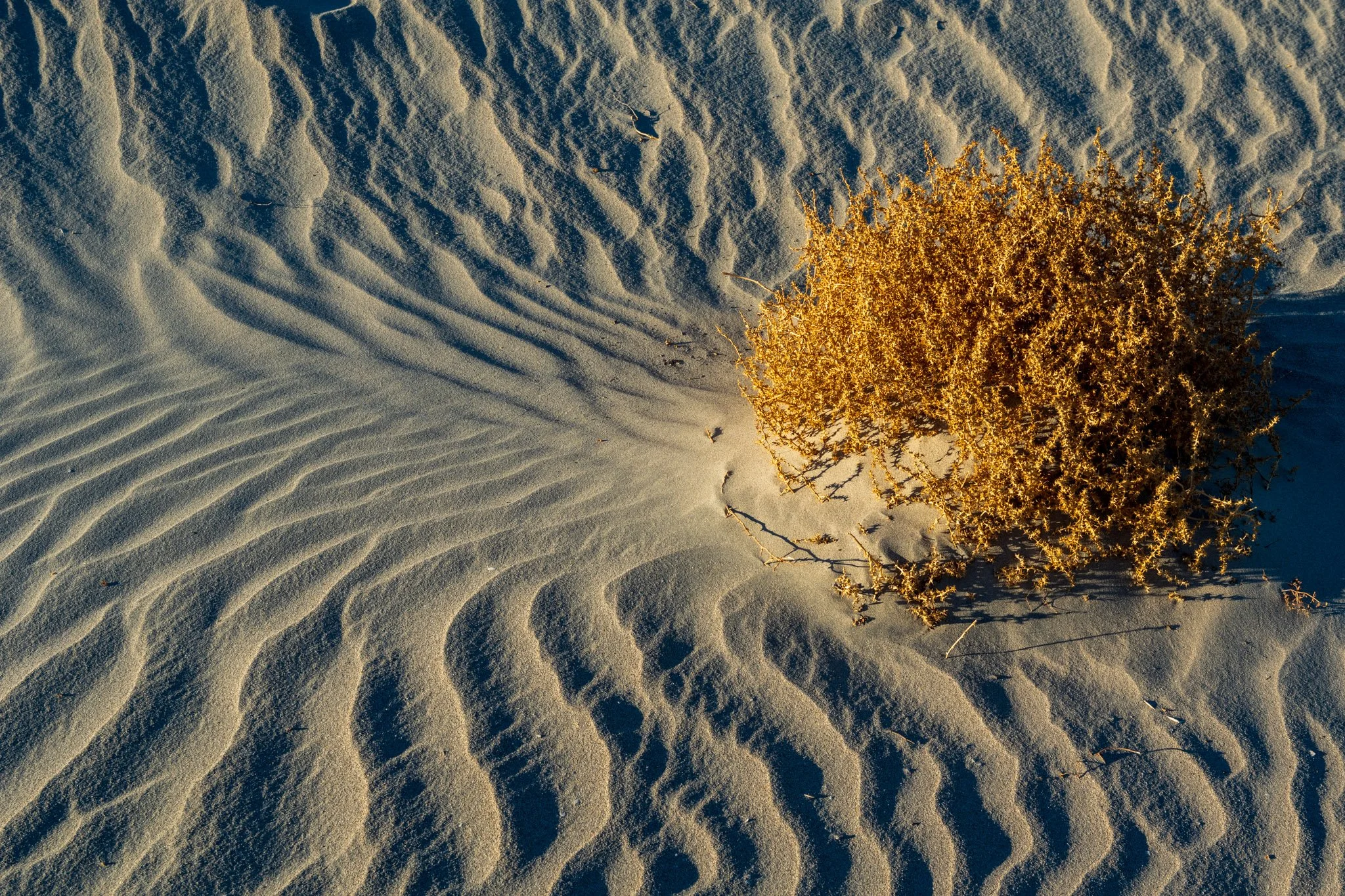 Life Finding A Way | Death Valley National Park