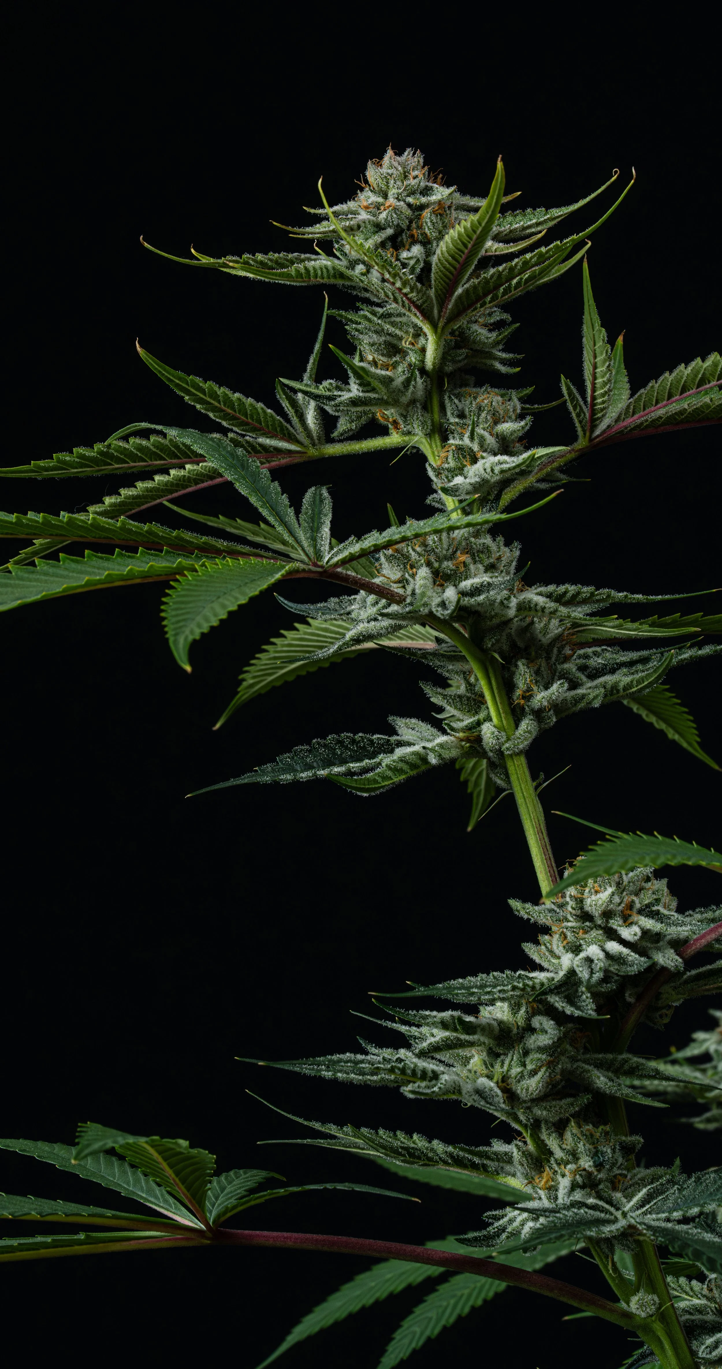 High Quality photo of Marijuana