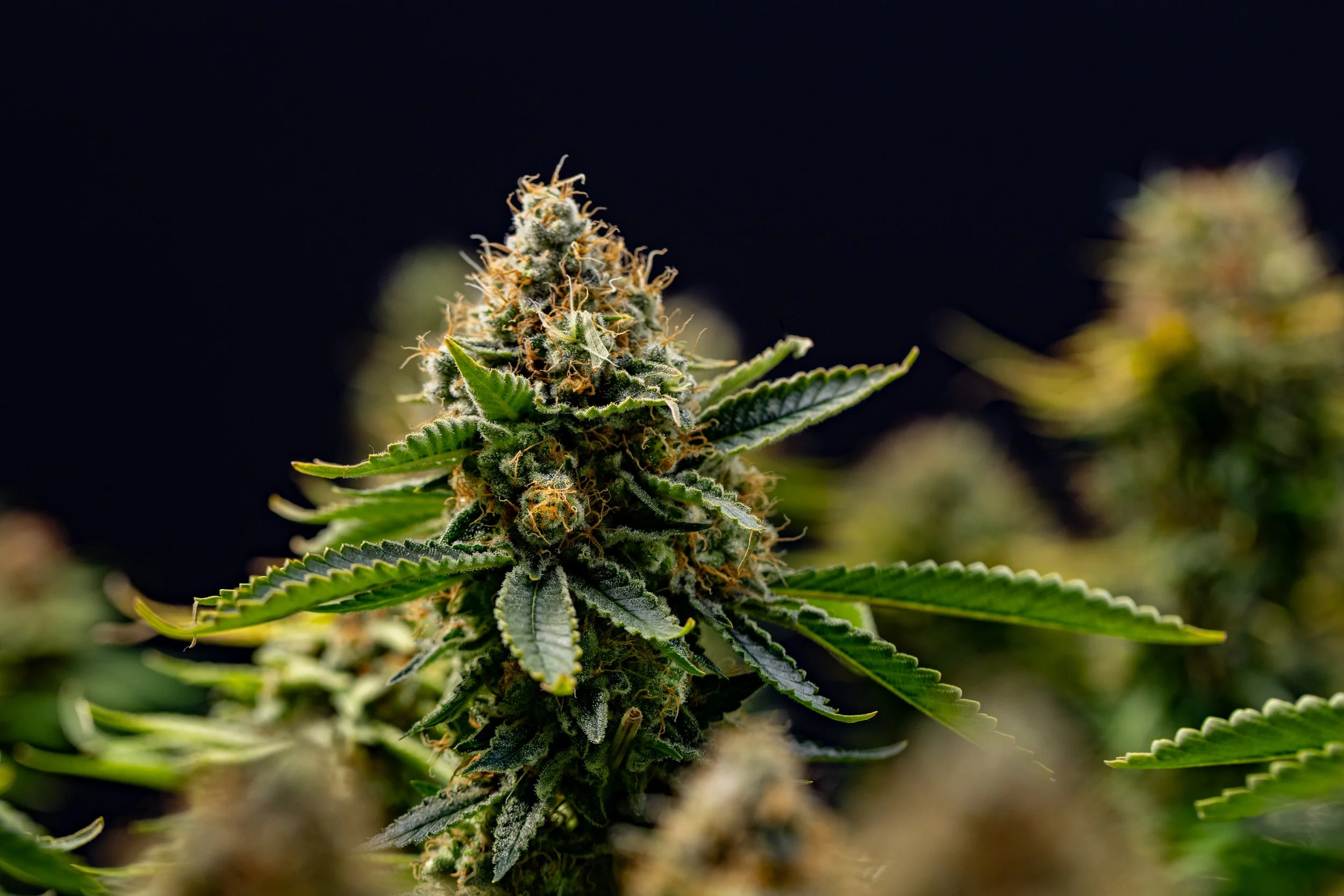 Close-up of a mature cannabis plant with green leaves and flowering buds covered in trichomes against a dark background.