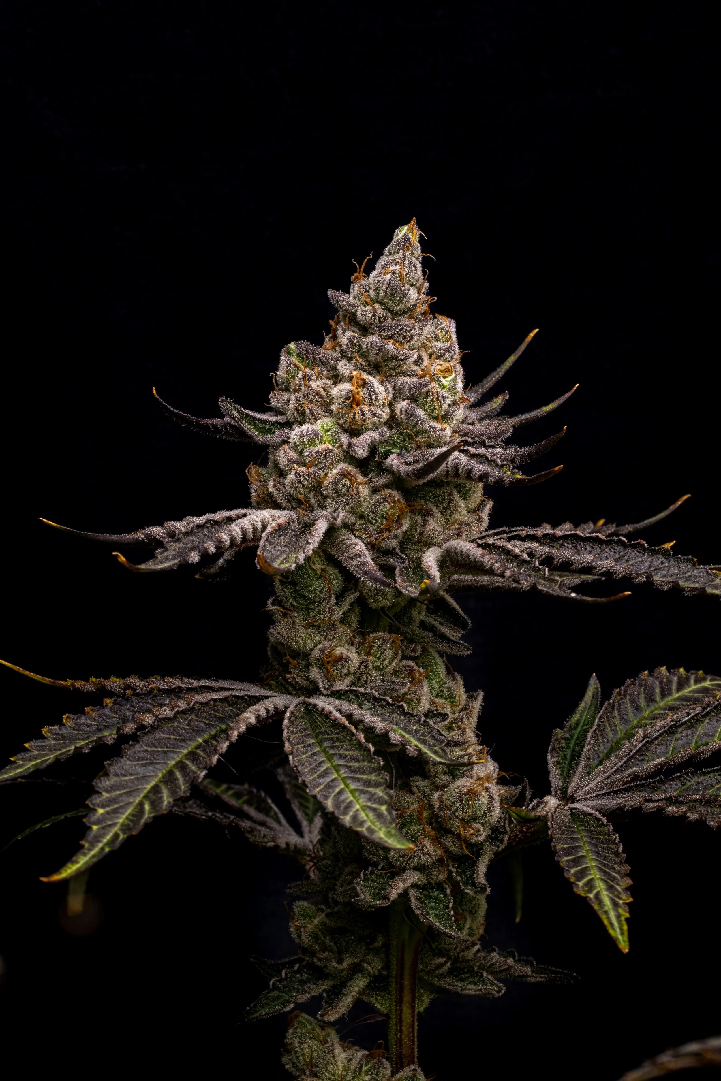 Close-up of a mature cannabis plant with dense buds covered in trichomes, set against a black background.