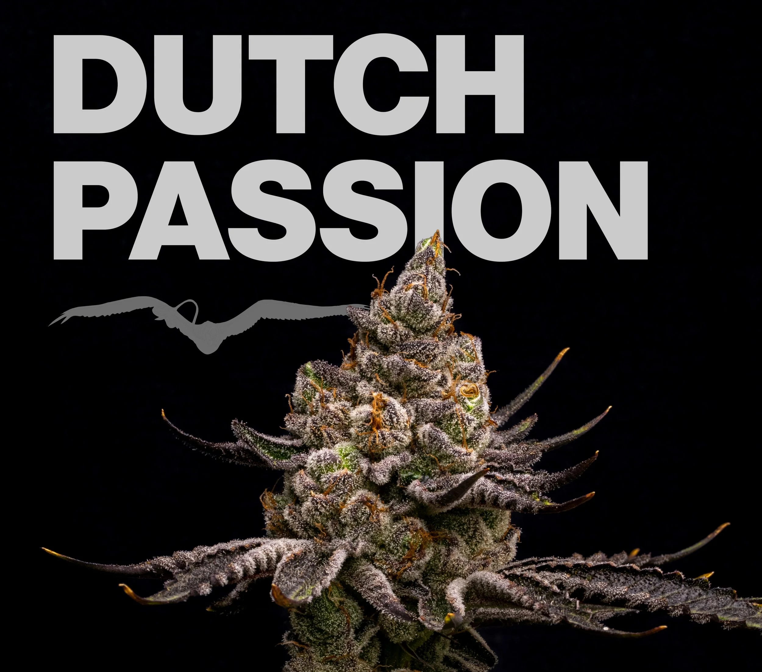 DUTCH PASSION SEED CO.