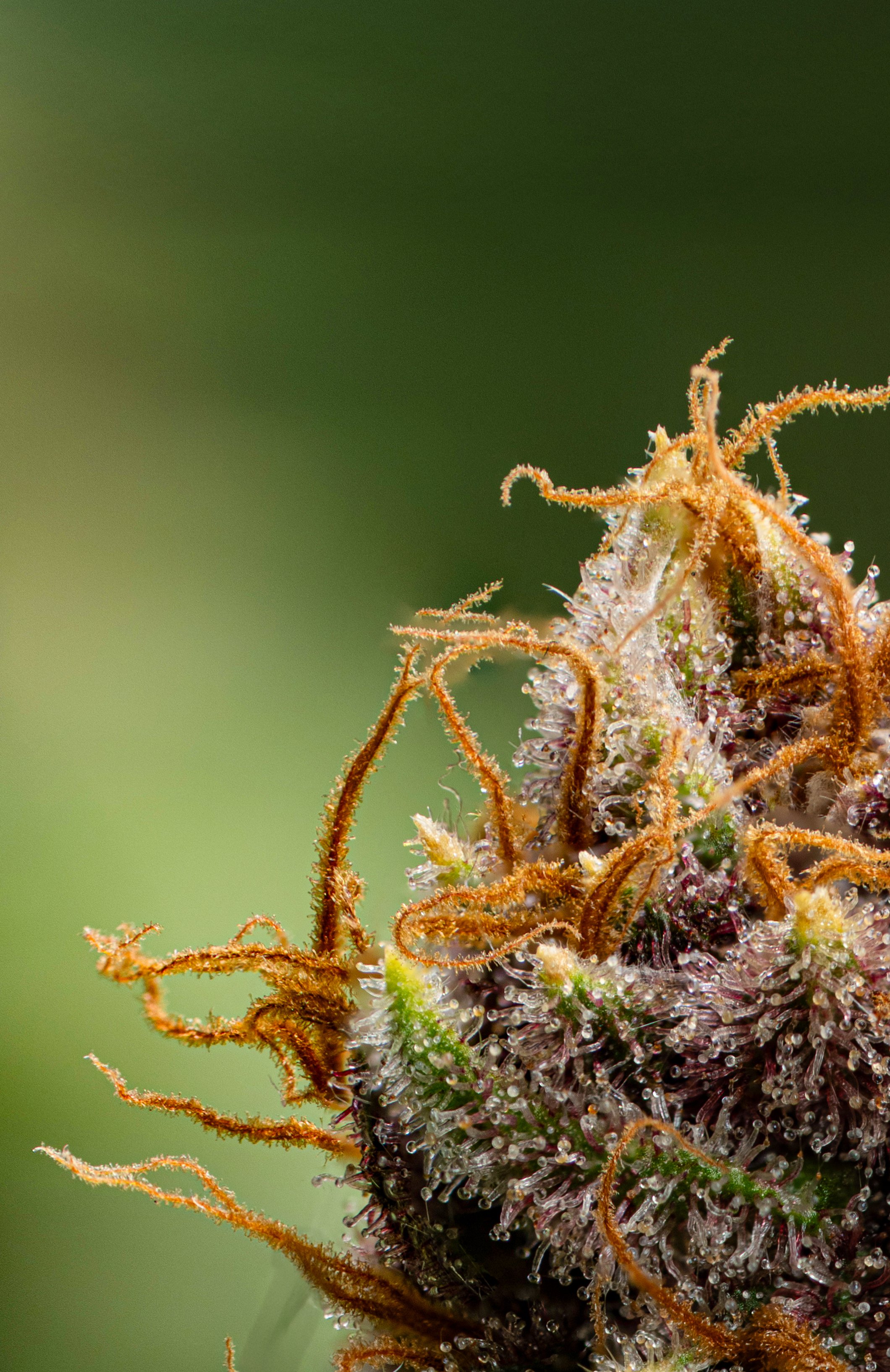 Close-up of a cannabis bud covered with trichomes and orange pistils.