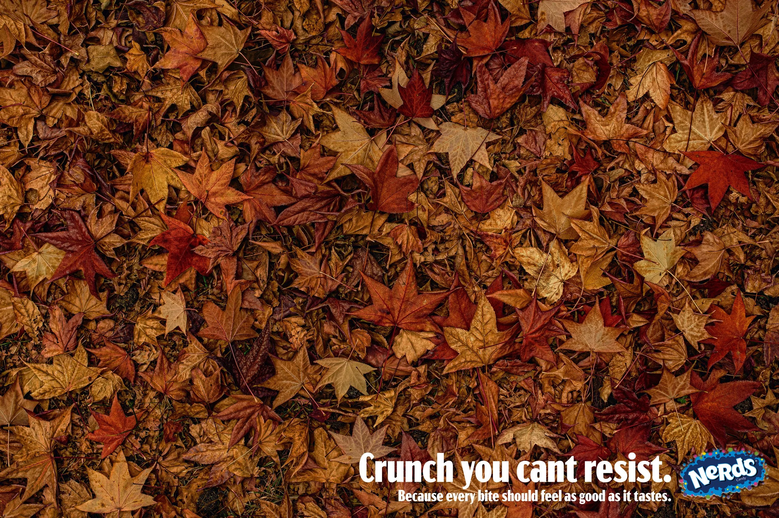 Fall Leave Nerds.jpg