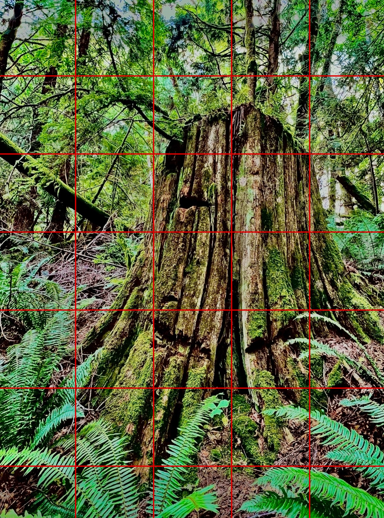 Springboard Trail 1 - Photo Grid