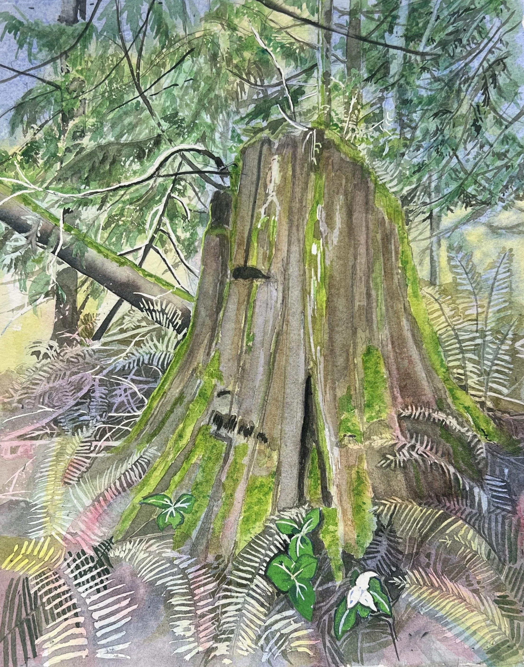 Springboard Trail 6 - More Detail