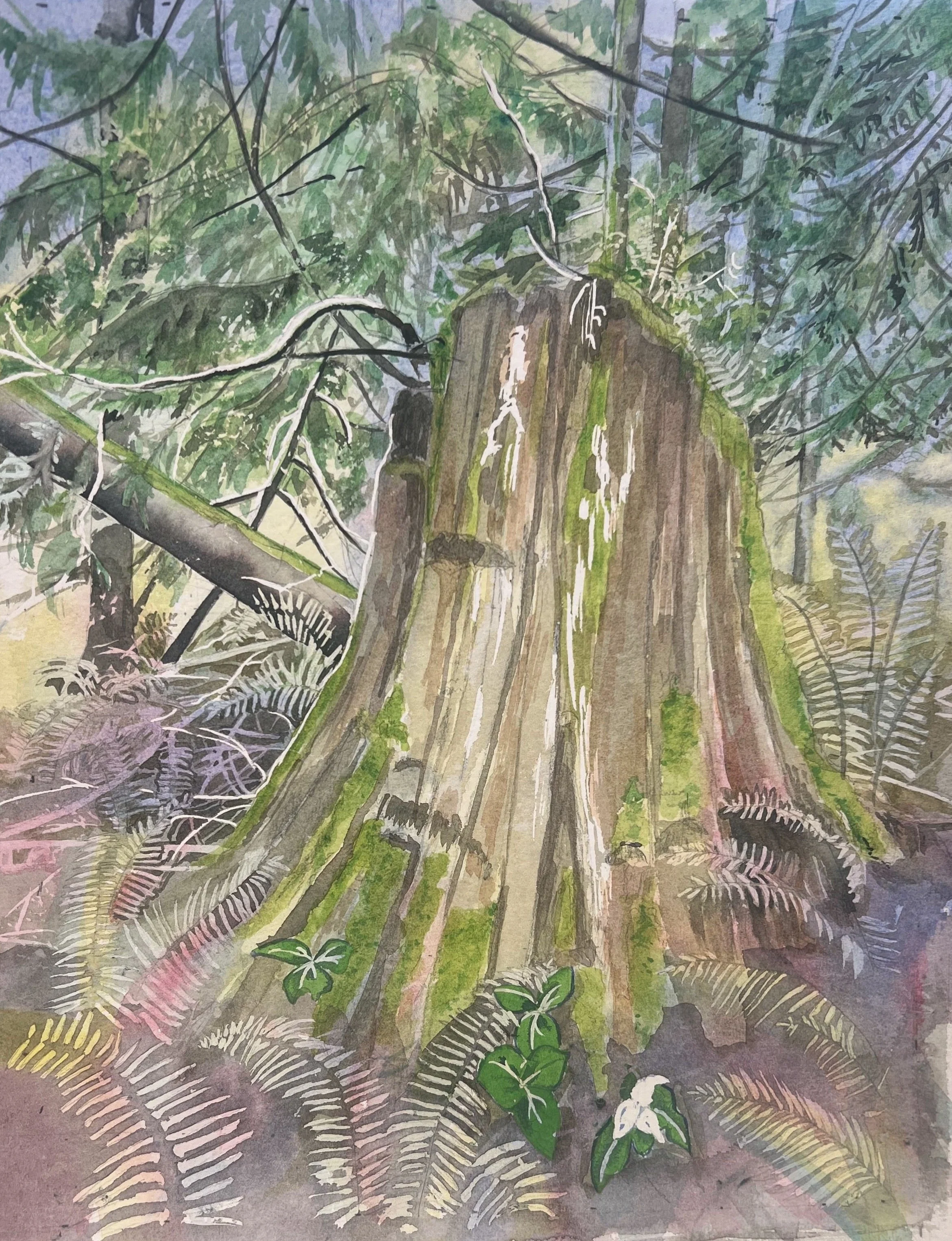 Springboard Trail 5 - More Detail