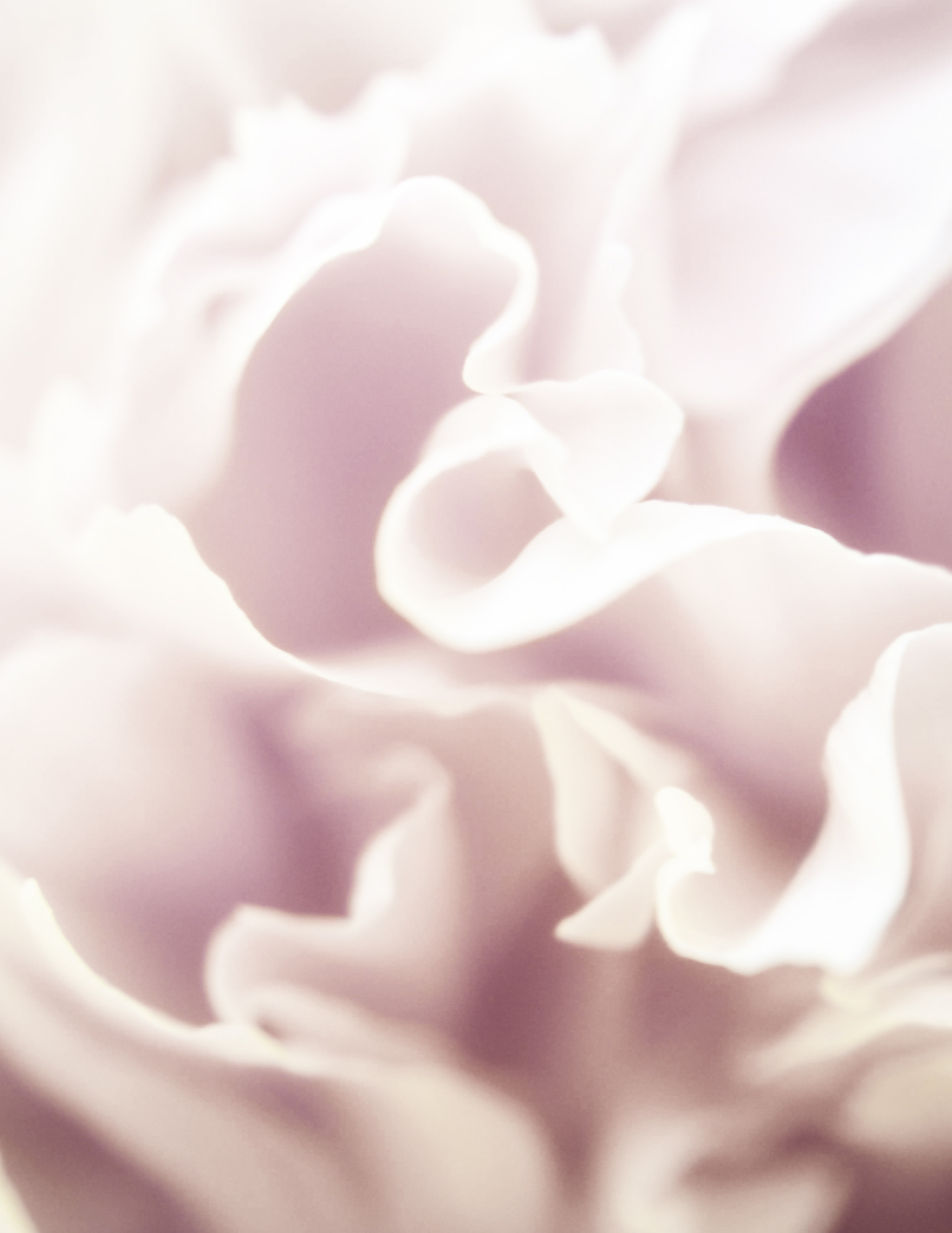 Close-up of a white flower with soft, delicate petals.