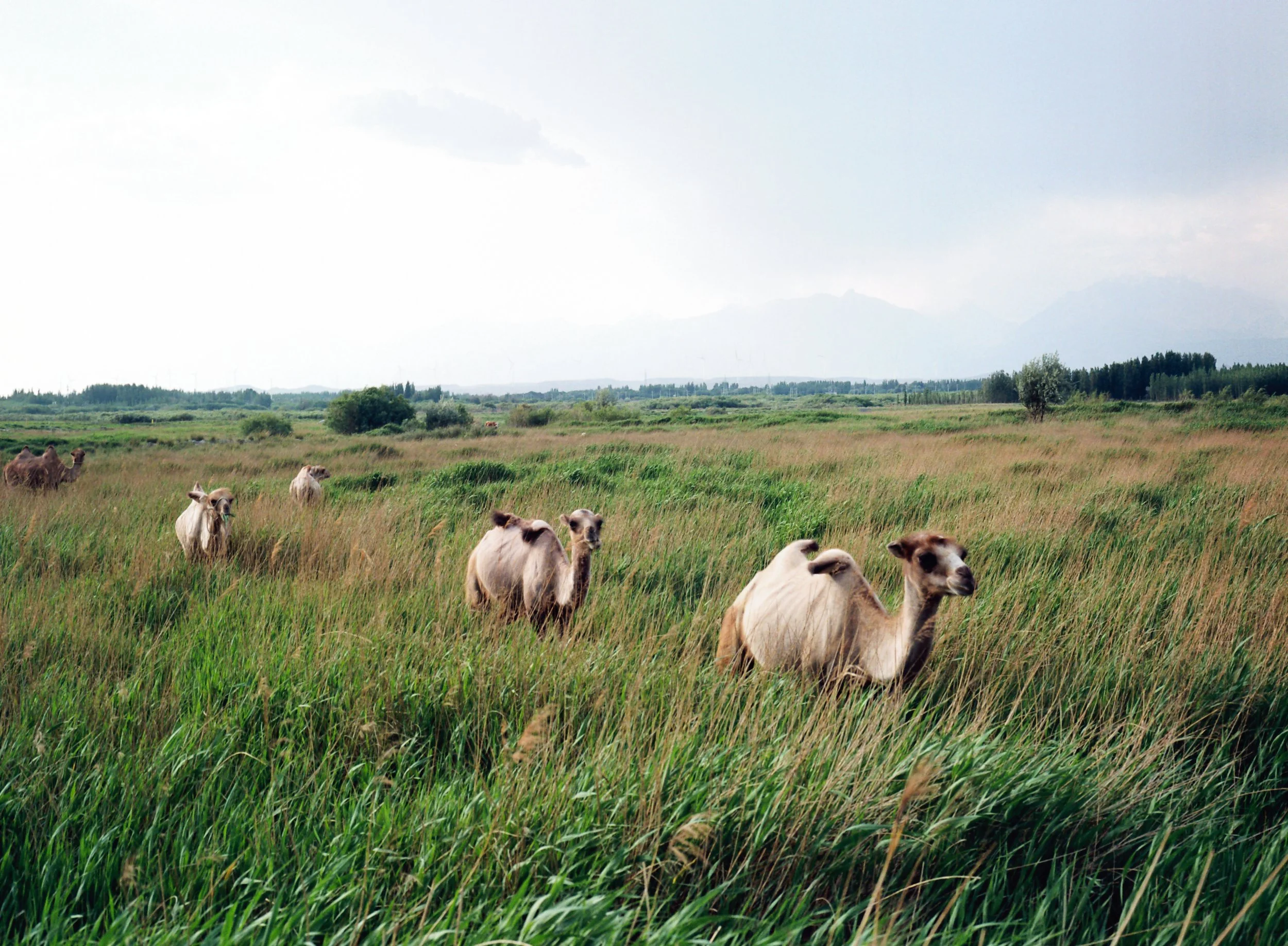Camels walking through tall green grass in a wide open field with distant trees and mountains, under a cloudy sky.