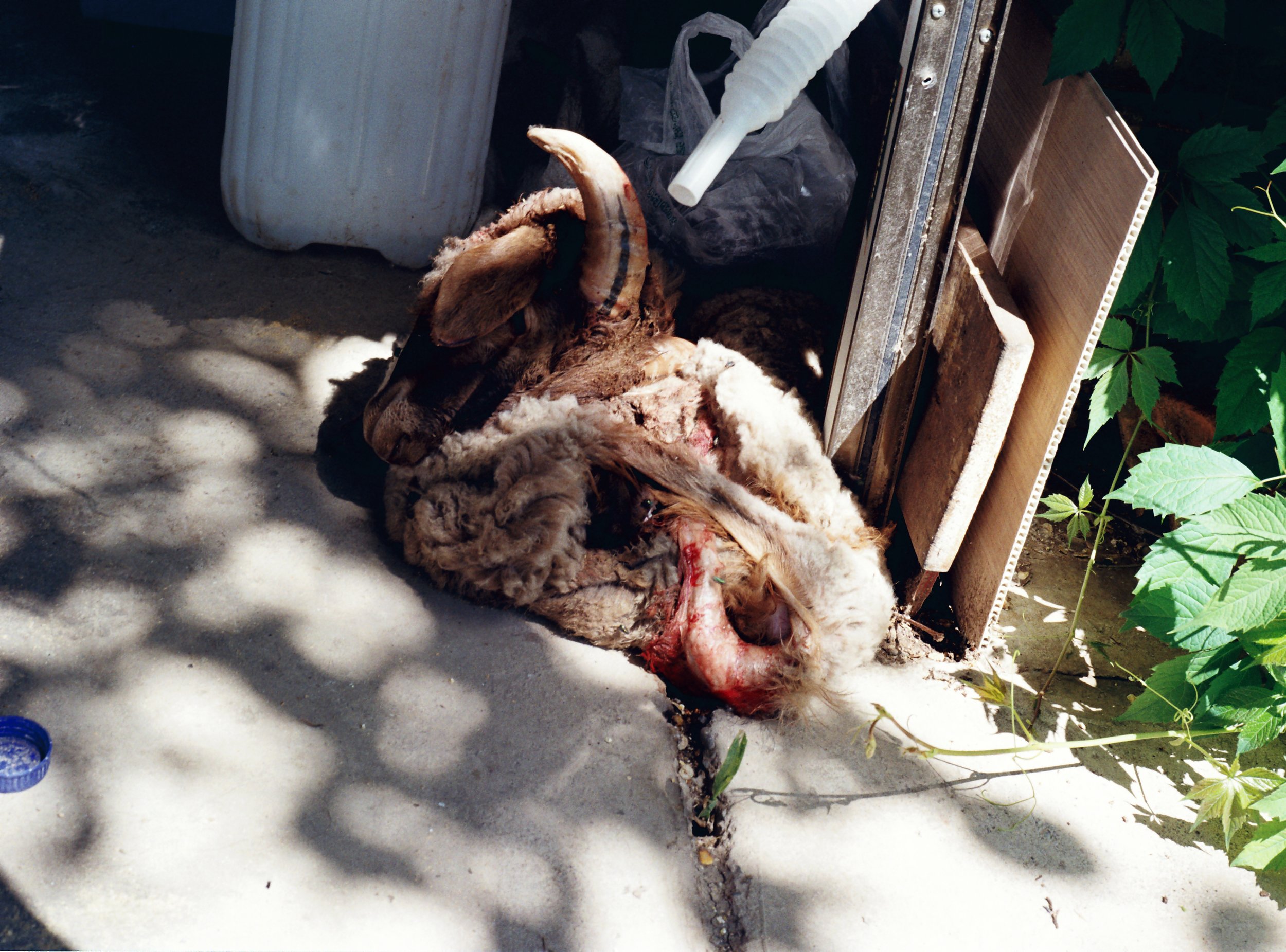 Xinjiang, Ili, Ma 's Home, 2025