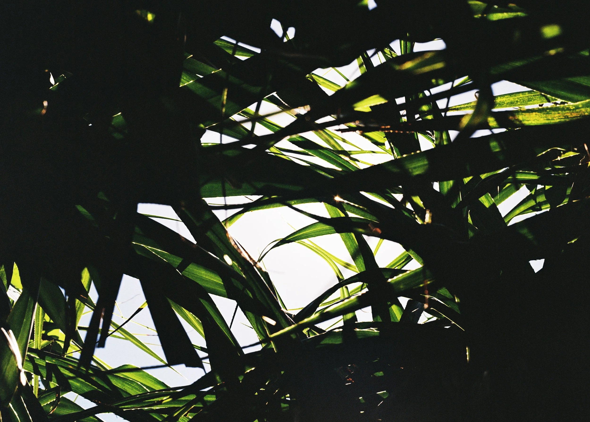 Miyakojima, Japan, 2025