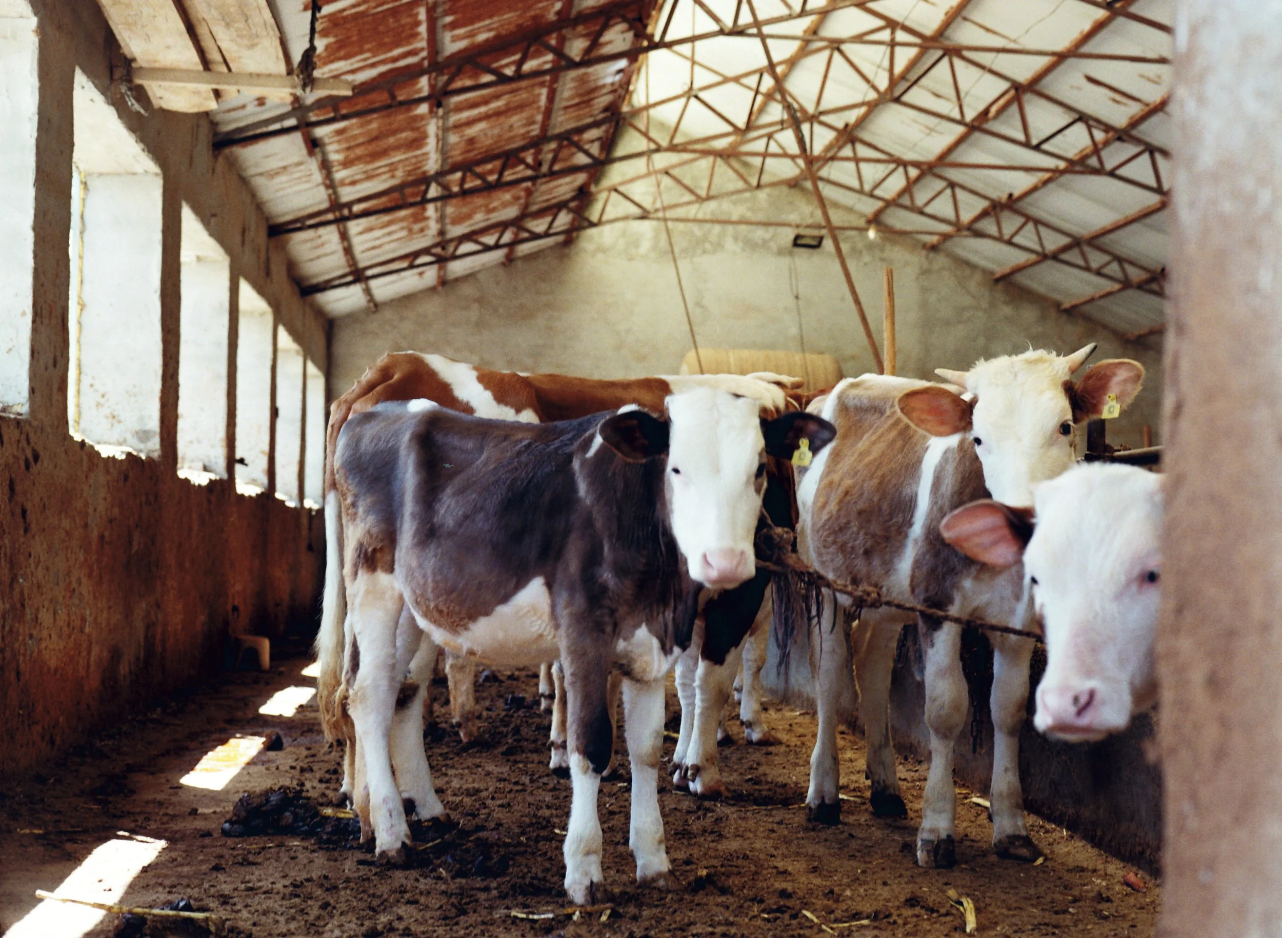 Several cows standing in a barn with sunlight filtering through the windows, attached to a common boundary with a rope, inside a rustic dairy farm.