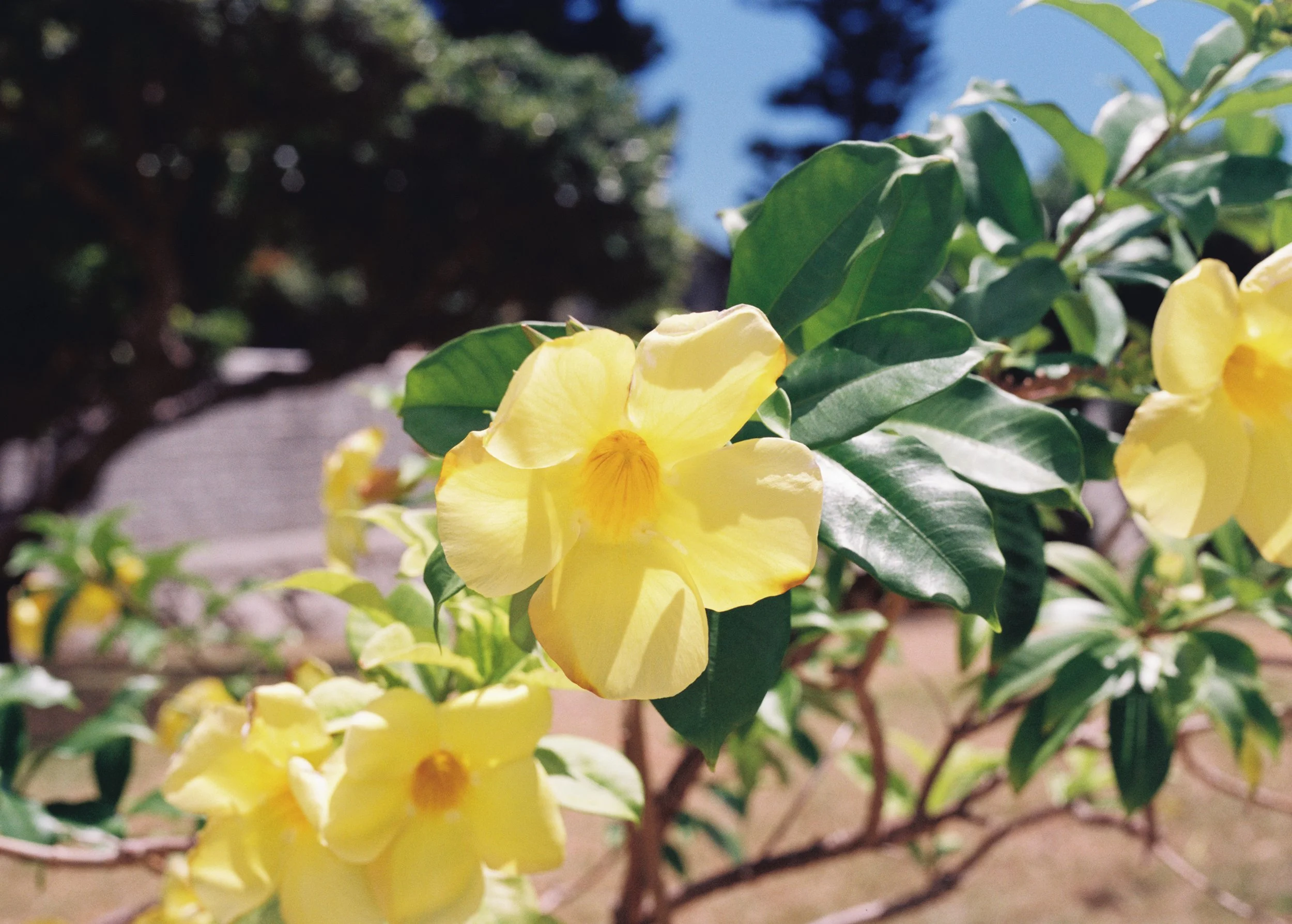 Miyakojima, Japan, 2025