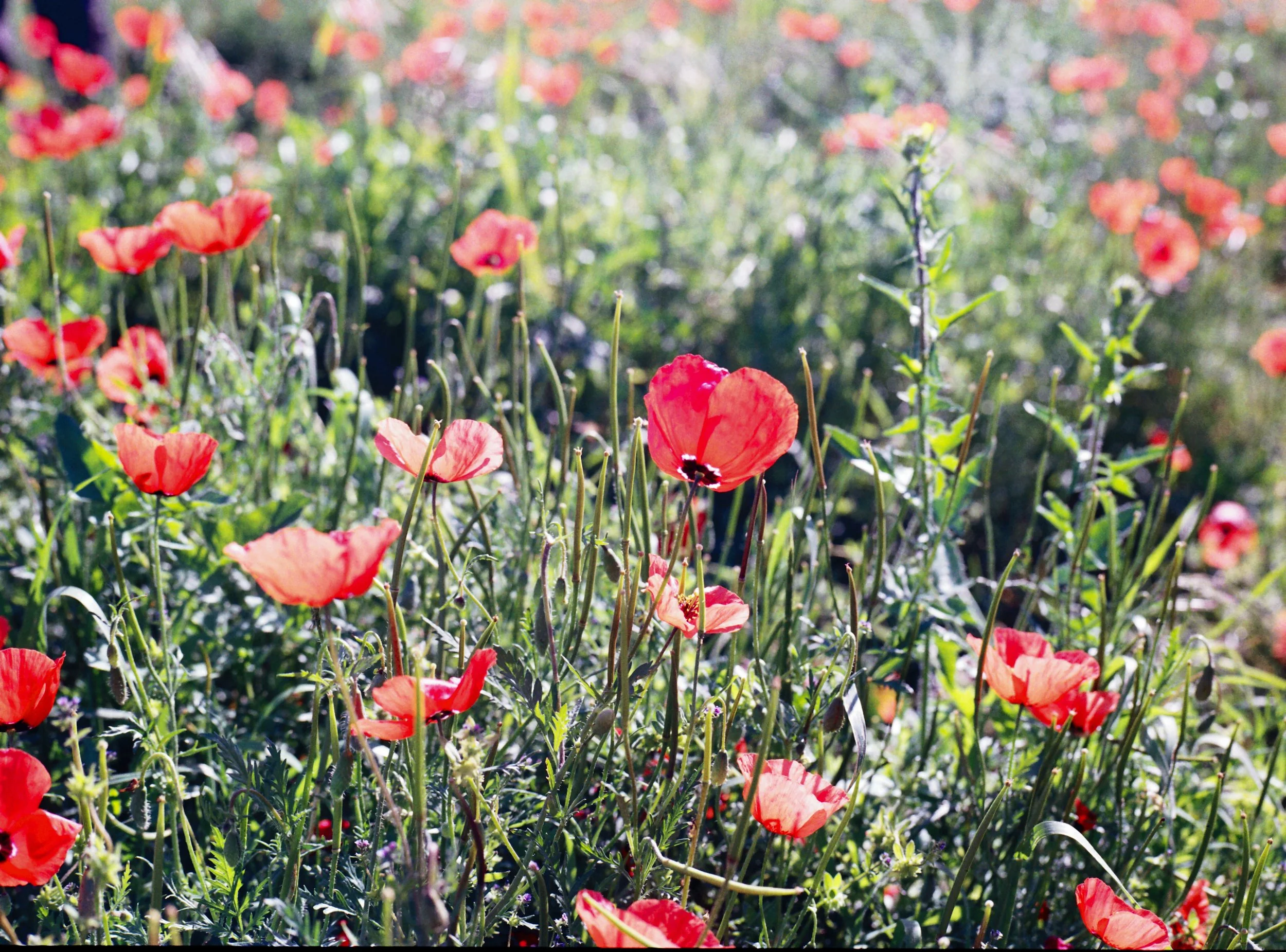 A close-up of red poppies blooming in a field with green foliage, sunlit background, and blurred flowers in the distance.