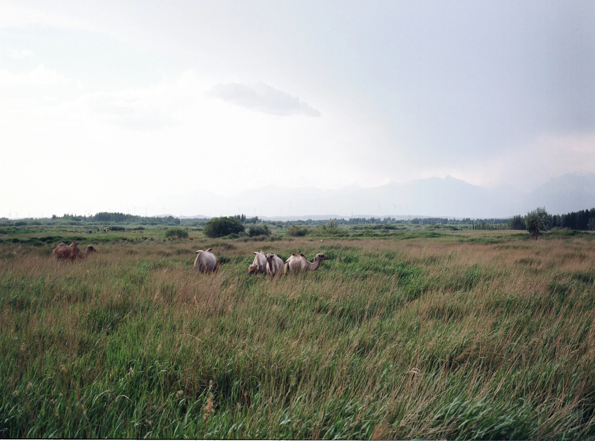 Xinjiang, Turpan, 2025