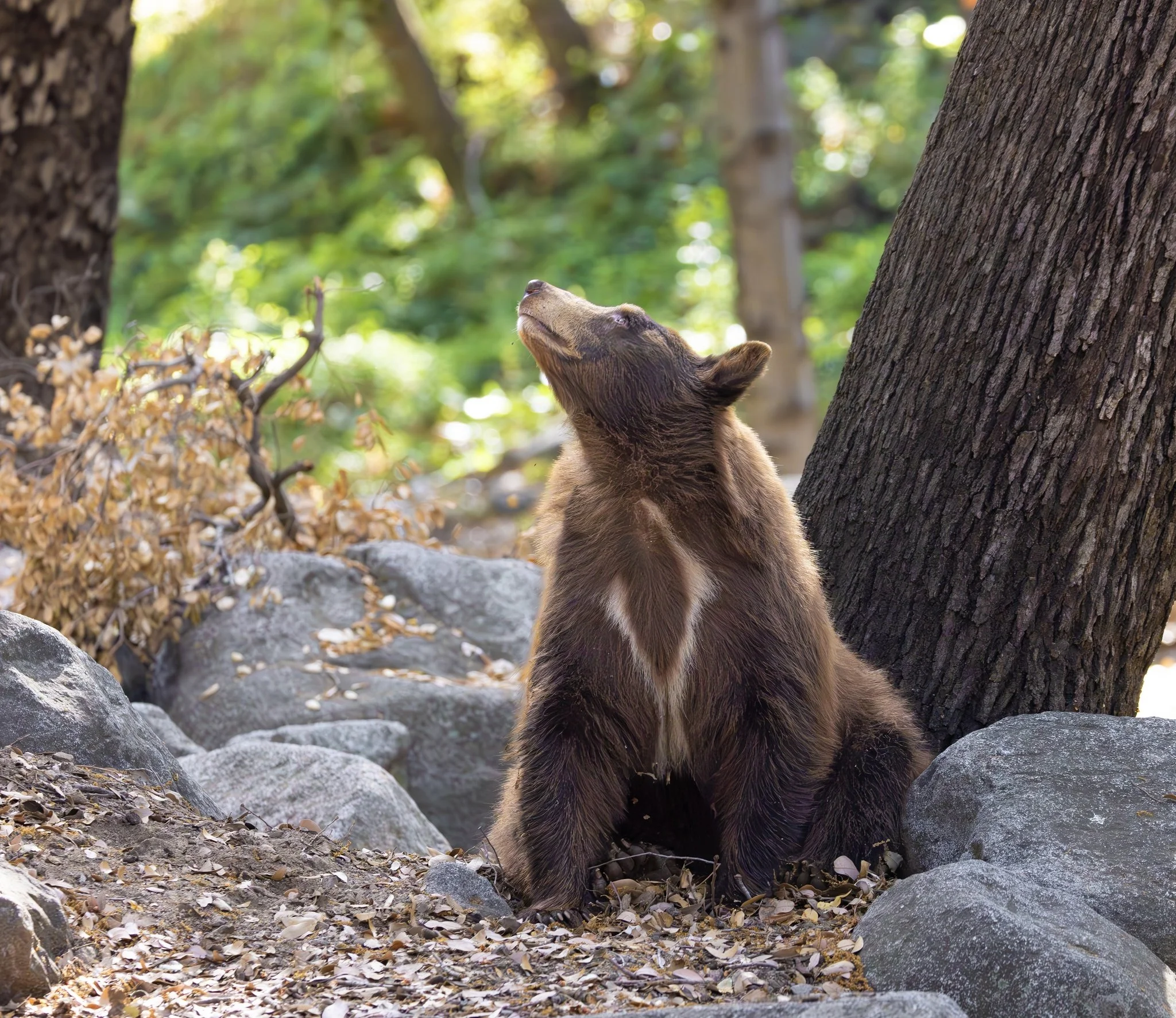 A bear cub looks upward between large trees in a forest with green leaves, rocks, and fallen leaves on the ground.