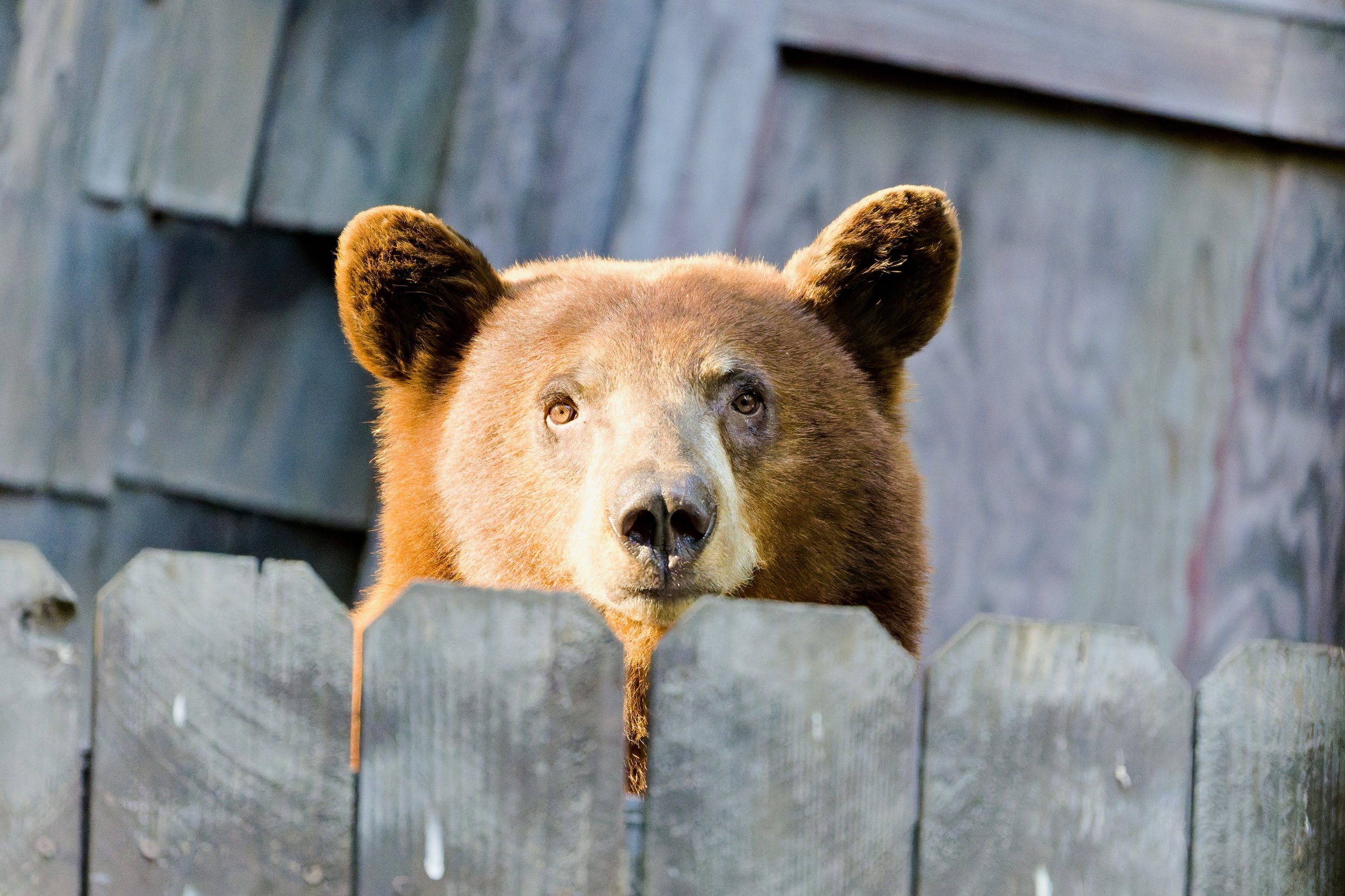 Condensed_Skyler Palatnick_howdyneighbor_SBbear.jpg