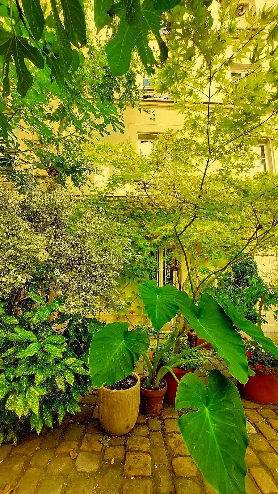 Jardin avec plusieurs plantes en pots, incluant un grand plant avec de grandes feuilles vertes et des arbustes entourés de pavés en pierre, face à un bâtiment beige avec fenêtres.