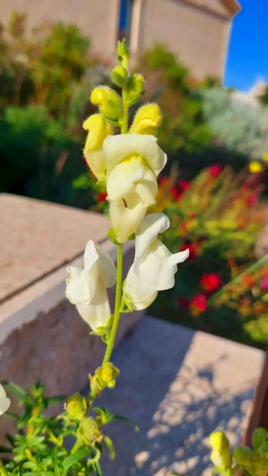 Fleur blanche avec un fond flou de feuillage vert et de fleurs rouges.