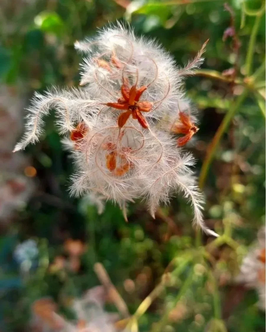 Février, plume de pissenlit avec un insecte orange dessus, entourée de verdure.