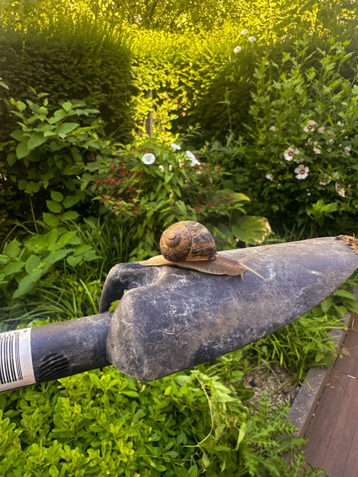 Une petite escargot est posée sur la lame d'une truelle couverte de poussière dans un jardin avec des plantes vertes en arrière-plan.